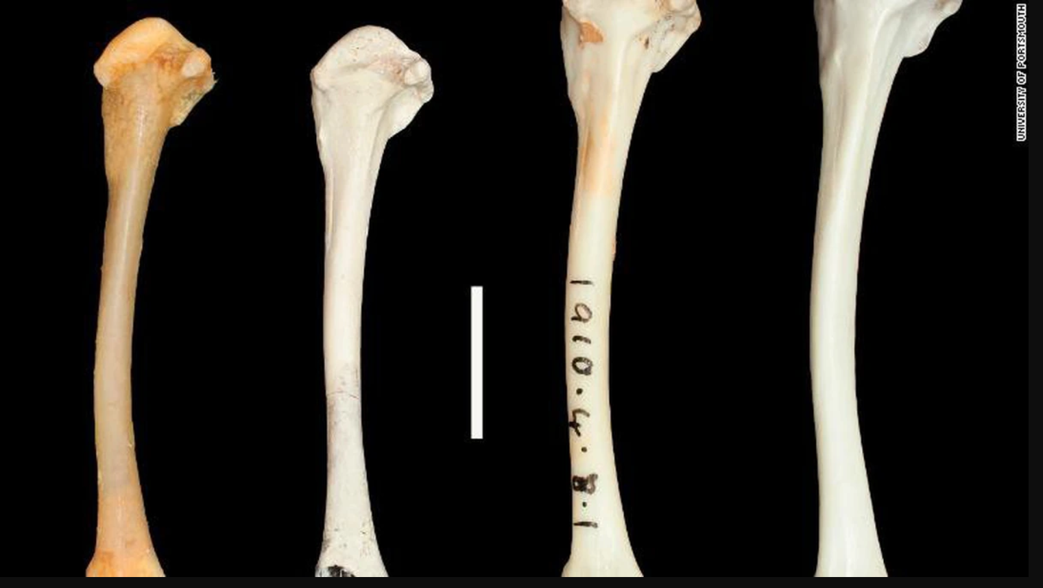 136.000 năm sau khi tuyệt chủng, loài chim cổ đại bất ngờ 