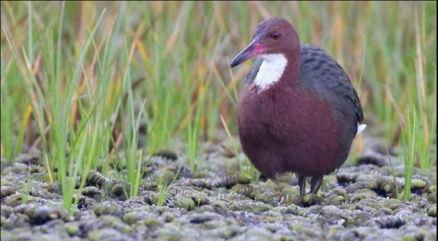 136.000 năm sau khi tuyệt chủng, loài chim cổ đại bất ngờ 