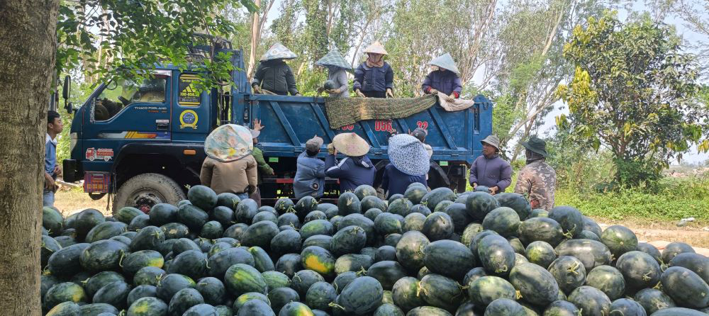 Nông dân lao đao vì dưa hấu “được mùa, mất giá” - Ảnh 3.