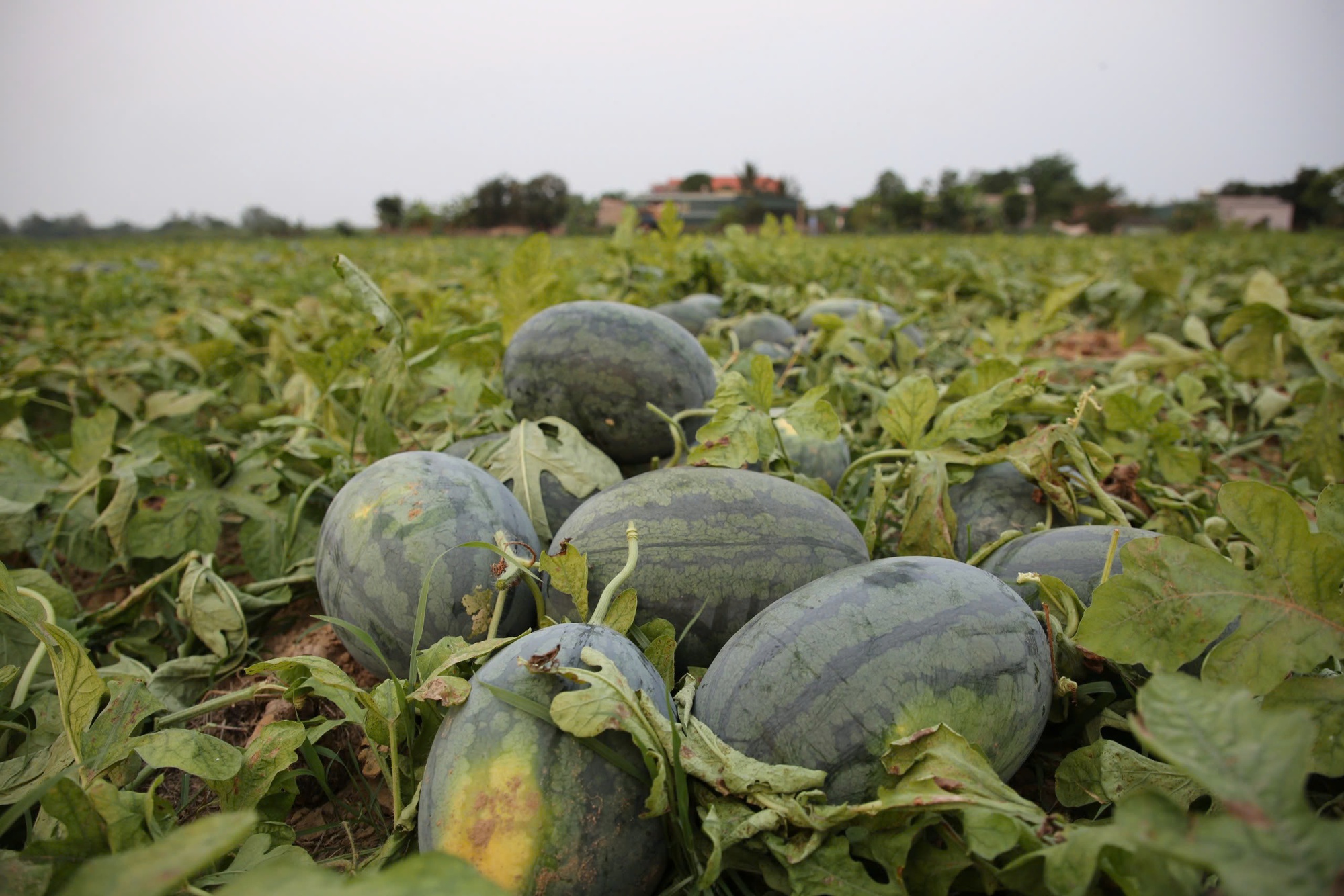 Nông dân lao đao vì dưa hấu “được mùa, mất giá” - Ảnh 2.