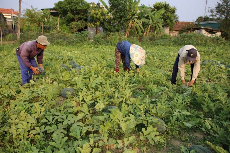 Nông dân lao đao vì dưa hấu “được mùa, mất giá” - Ảnh 1.