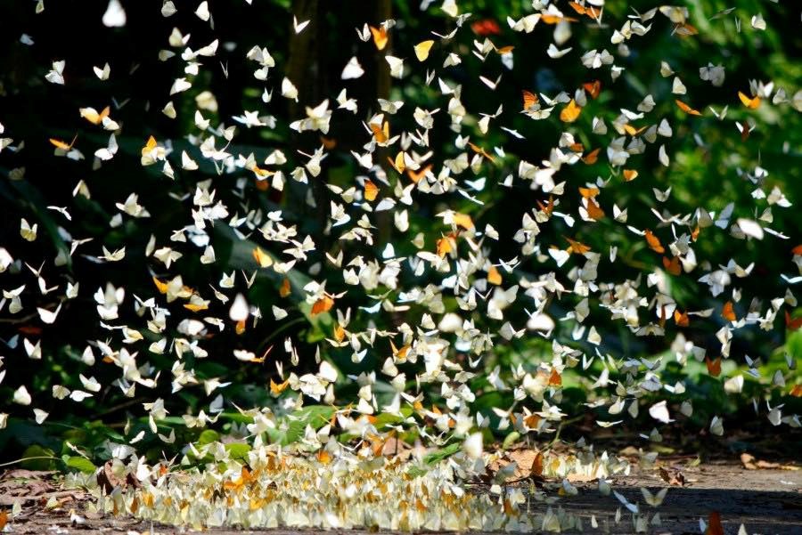 Khuyến cáo những ai tới Vườn Quốc gia Cúc Phương ngay lúc này - Ảnh 1.