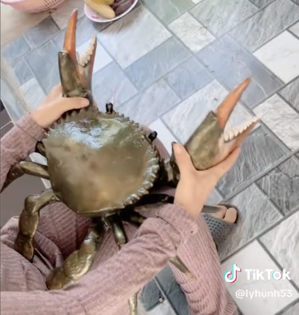 Clip con cua 7 kg ở An Giang nổi tiếng mạng xã hội với 4,4 triệu lượt xem - Ảnh 1.