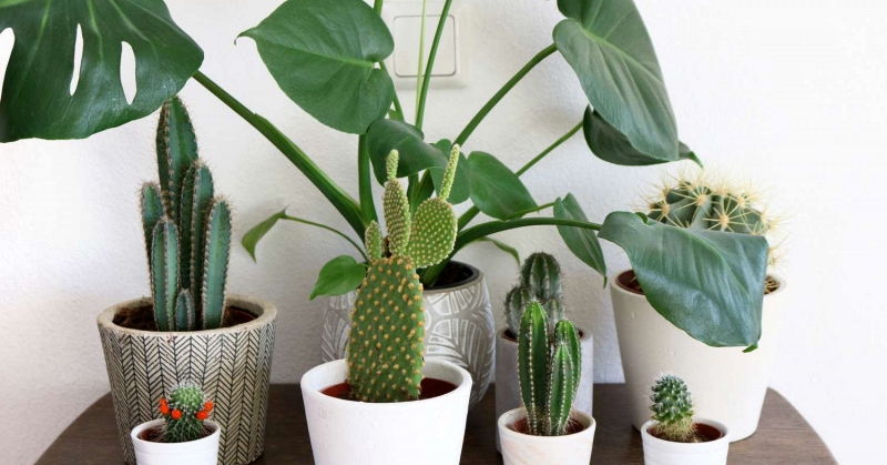 Lời khuyên đến những gia đình đang trồng cây đinh lăng - Ảnh 2.