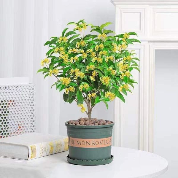 3 cây nên trồng trước nhà: Được mệnh danh là "cây bảo vệ nhà", mang lại tương lai thịnh vượng, giàu có - Ảnh 1.