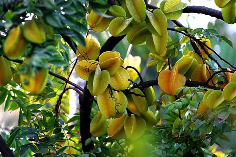 Lời khuyên đến những gia đình đang trồng cây khế- Ảnh 1.