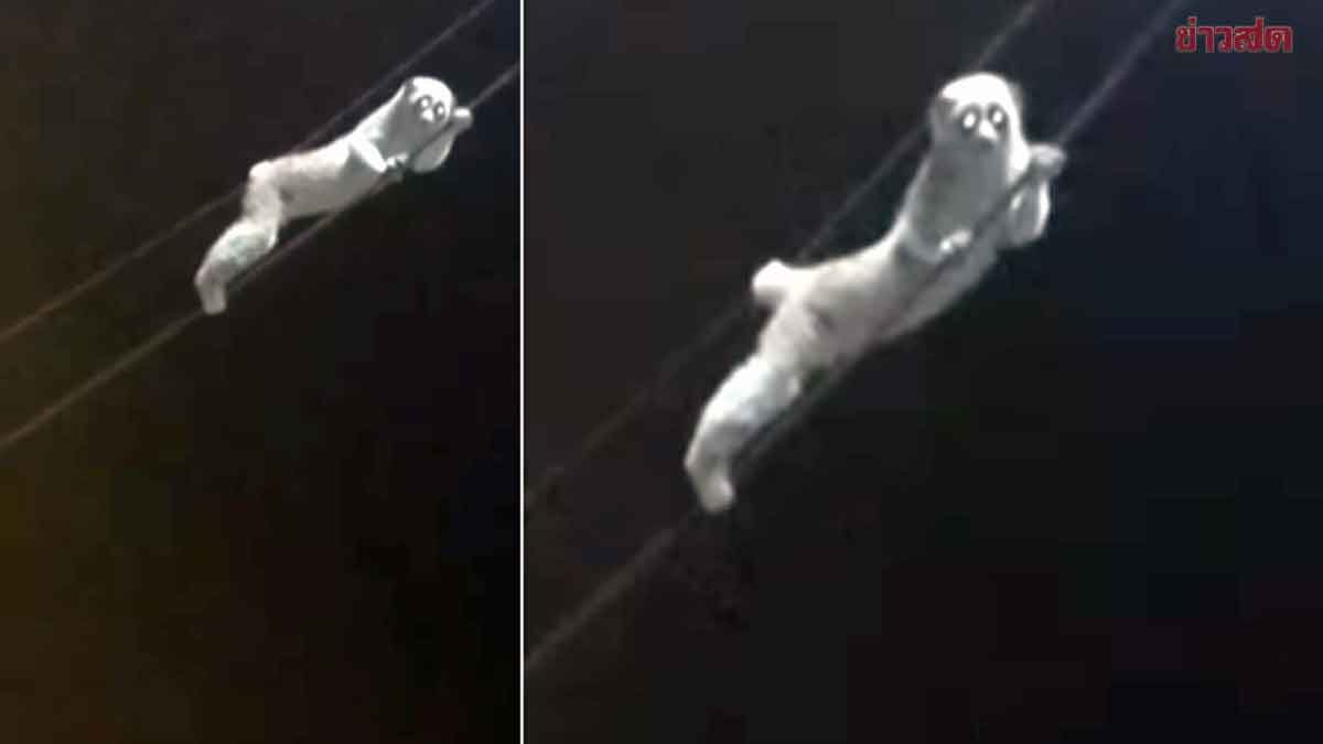 Sinh vật mắt to lặng lẽ đu dây điện giữa đêm, chuyên gia xác nhận: Loài quý hiếm được bảo vệ nghiêm ngặt - Ảnh 1.