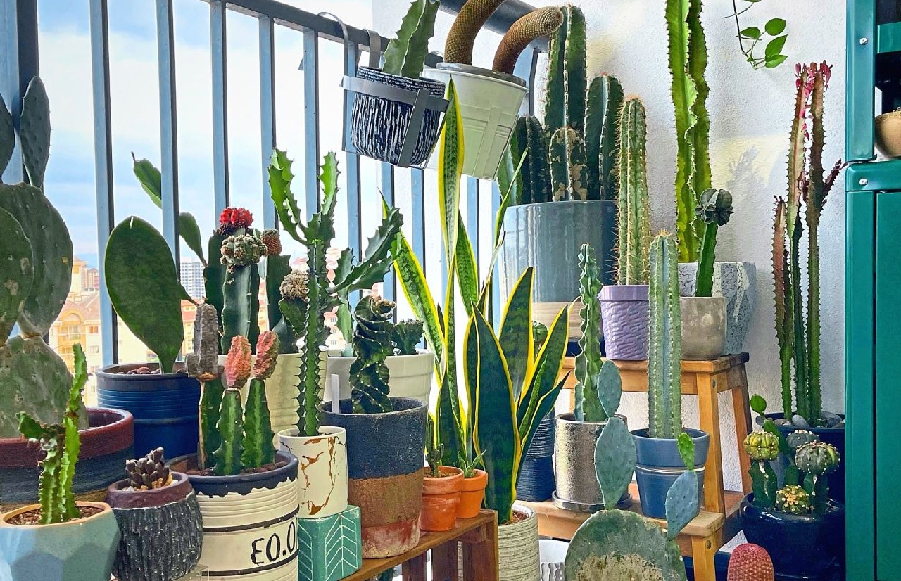 5 cây cảnh nên trồng tại ban công: Lười chăm cây vẫn xanh mướt, tốt phong thủy - Ảnh 2.