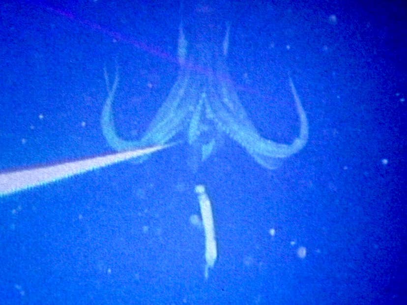 Ngư dân gây chấn động khi bắt gặp sinh vật hiếm khổng lồ vừa "tái xuất": Lần thứ 3 trong lịch sử nhân loại ghi lại được hình ảnh quý giá này - Ảnh 1.