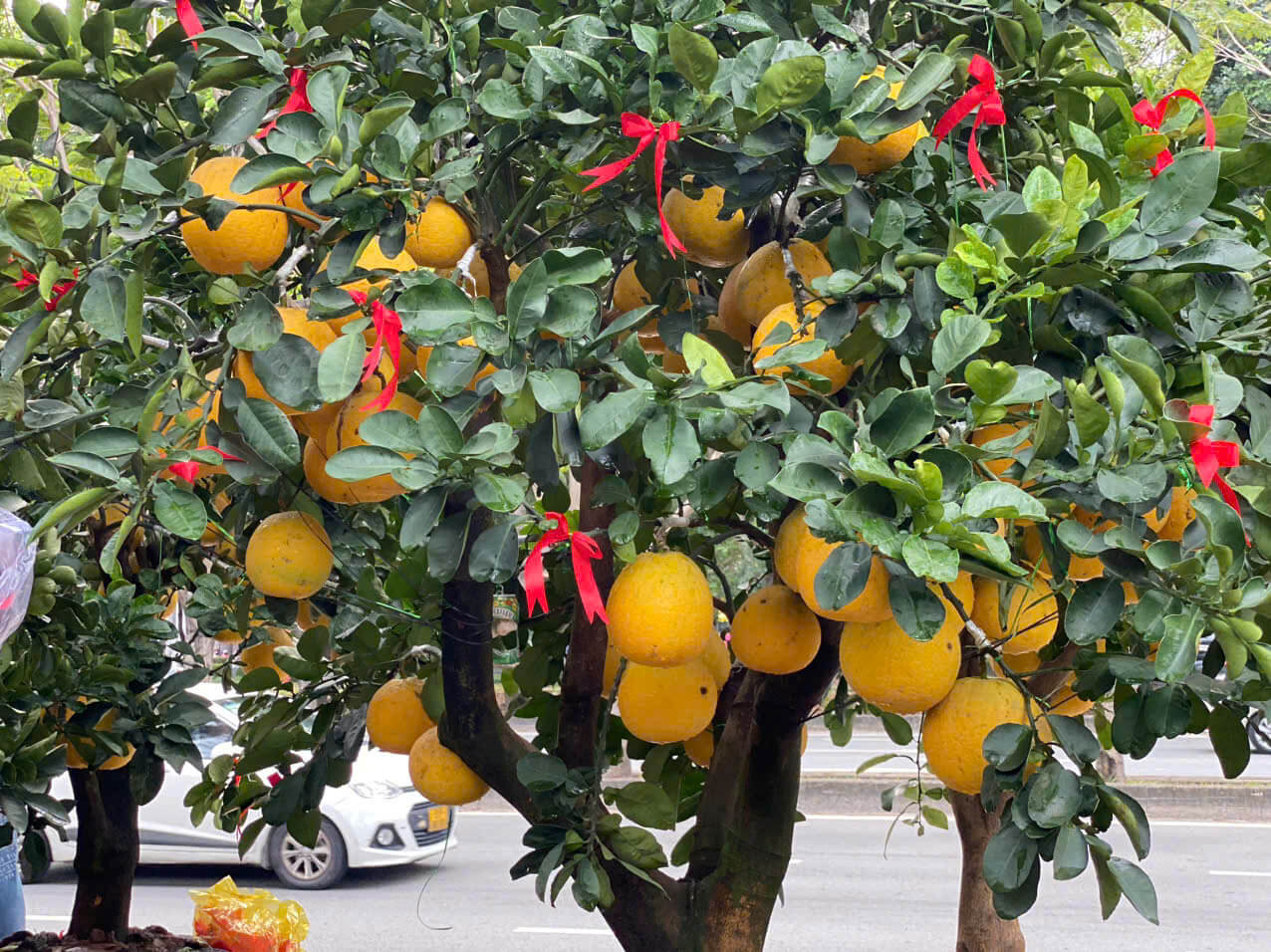 4 loại cây nên trồng trước cửa nhà: Vừa ‘trấn trạch’, vừa ‘hút’ tài lộc - Ảnh 4.