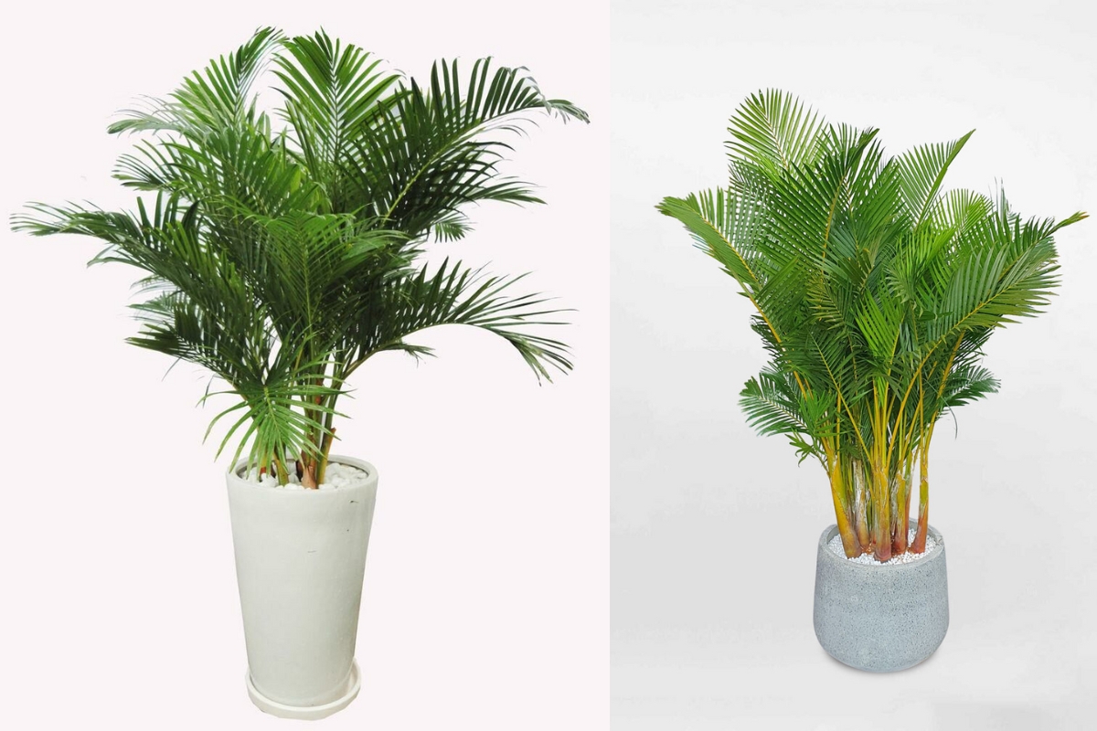 4 loại cây nên trồng trước cửa nhà: Vừa ‘trấn trạch’, vừa ‘hút’ tài lộc - Ảnh 3.