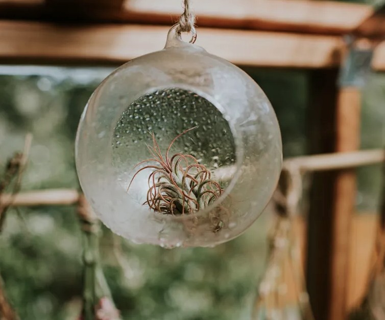 5 loại cây gần như “không thể chết” - Ảnh 2.