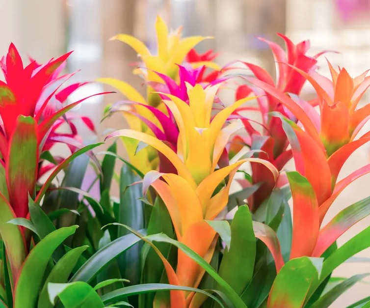 5 loại cây gần như “không thể chết” - Ảnh 1.