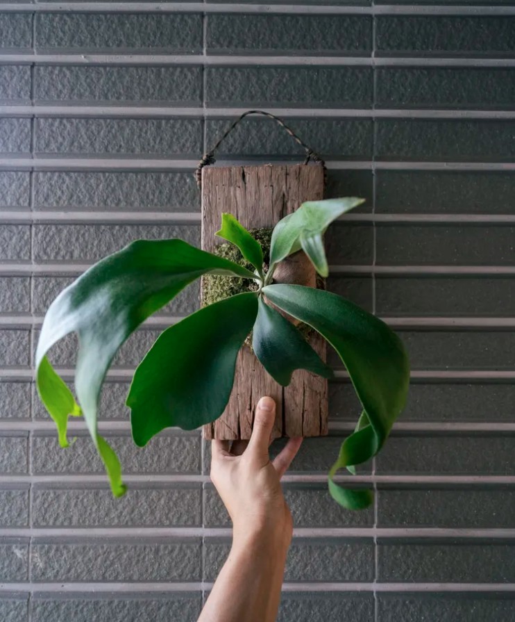 5 loại cây gần như “không thể chết” - Ảnh 5.