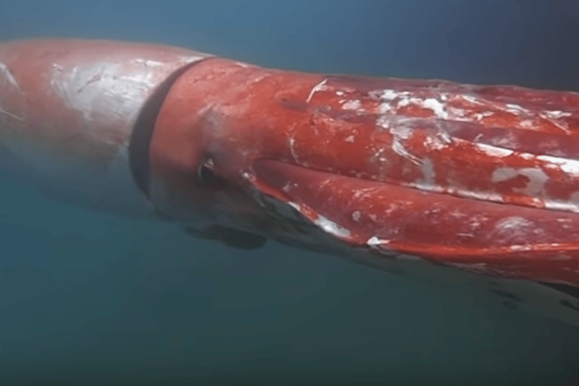 Ngư dân gây chấn động khi bắt gặp sinh vật hiếm khổng lồ vừa "tái xuất": Lần thứ 3 trong lịch sử nhân loại ghi lại được hình ảnh quý giá này - Ảnh 2.