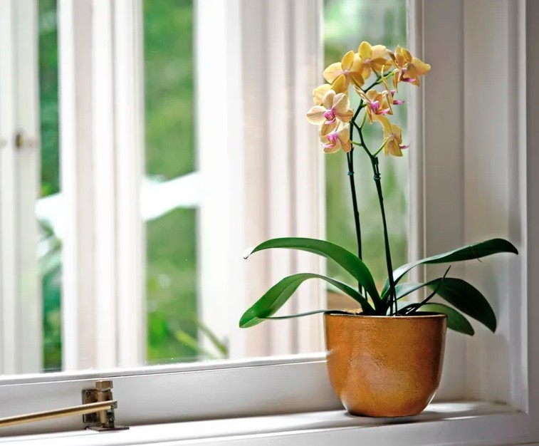 5 loại cây gần như “không thể chết” - Ảnh 3.