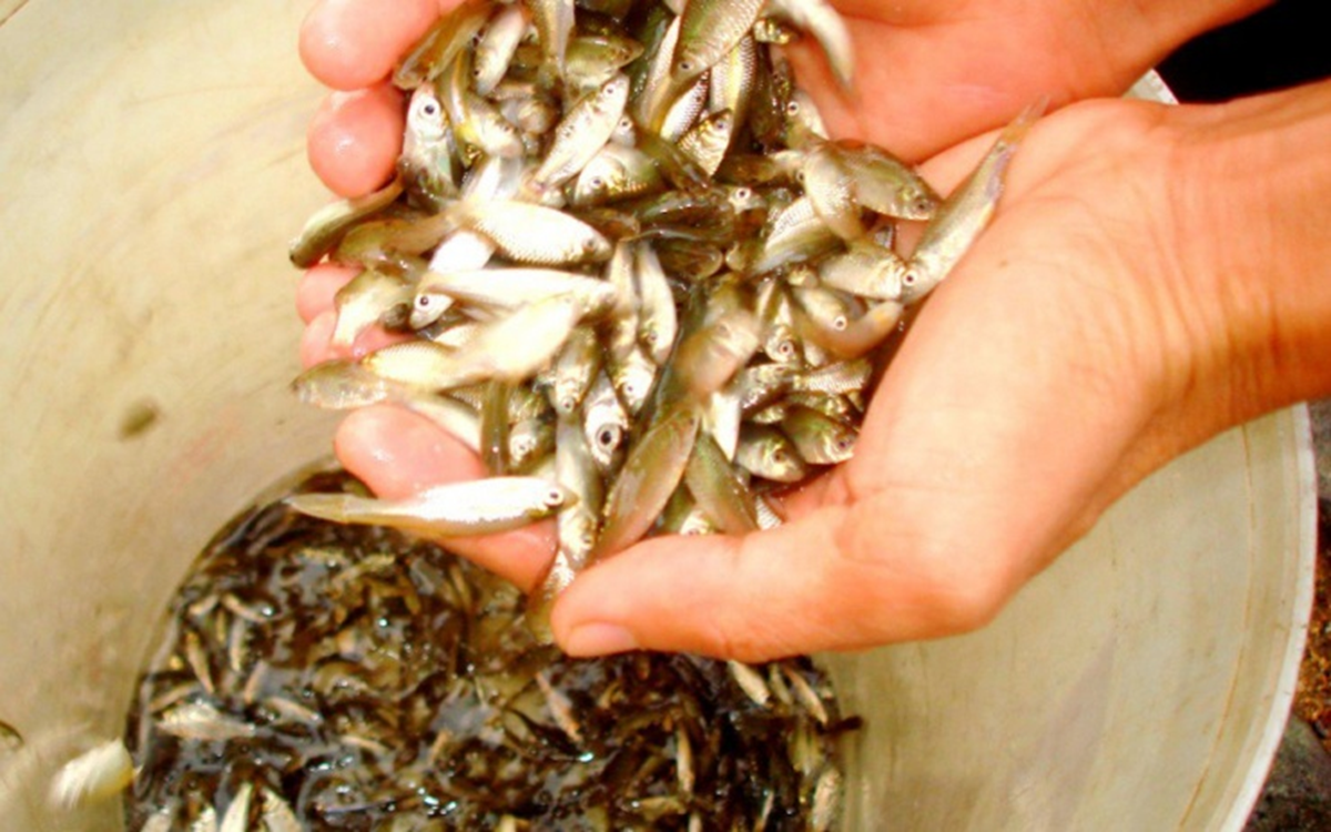 Loại cá "nhà nghèo" xưa ra đồng bắt về ăn, nay thành đặc sản ngon và hiếm 400.000 đồng/kg vẫn hút khách - Ảnh 1.