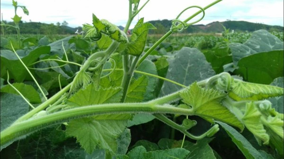 Loại rau bổ dưỡng chẳng kém "nhân sâm", ở quê mọc um tùm - Ảnh 1.