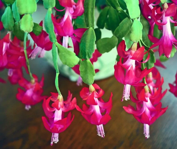 5 loại cây gần như “không thể chết” - Ảnh 4.