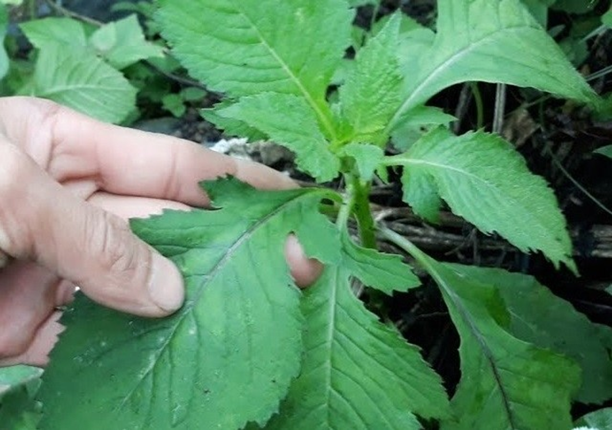 Ăn 1 mớ rau này như "nhân sâm của người nghèo", nghe tên thấy lạ nhưng ở quê mọc um tùm như cỏ - Ảnh 1.