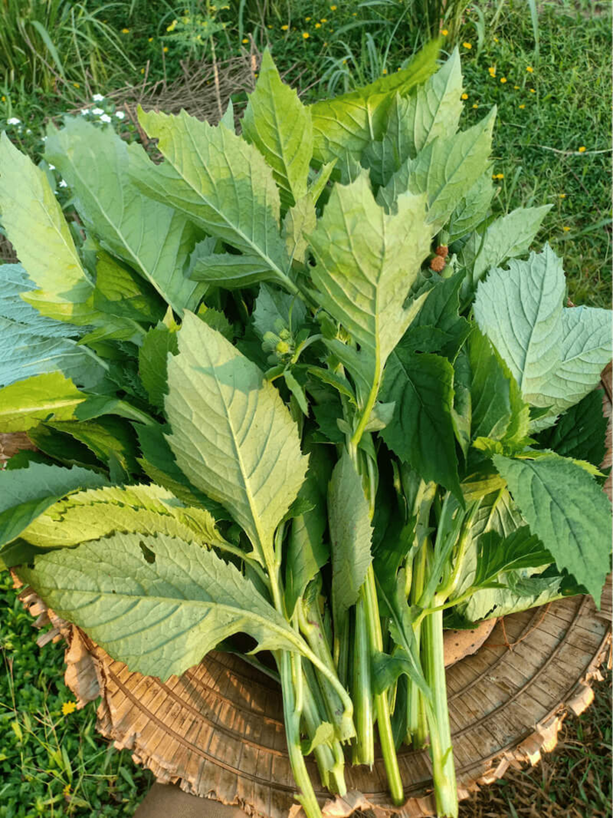 Ăn 1 mớ rau này như "nhân sâm của người nghèo", nghe tên thấy lạ nhưng ở quê mọc um tùm như cỏ - Ảnh 3.