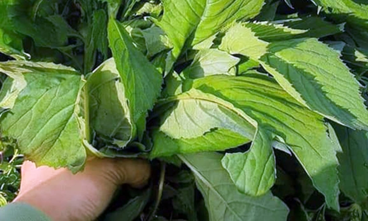 Ăn 1 mớ rau này như "nhân sâm của người nghèo", nghe tên thấy lạ nhưng ở quê mọc um tùm như cỏ - Ảnh 2.