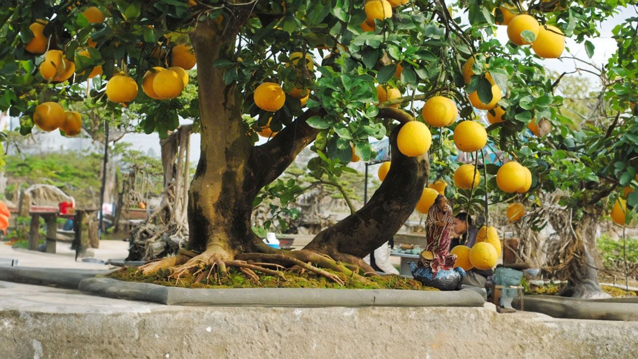 Gia đình trồng cây bưởi trước nhà cần lưu ý- Ảnh 1.