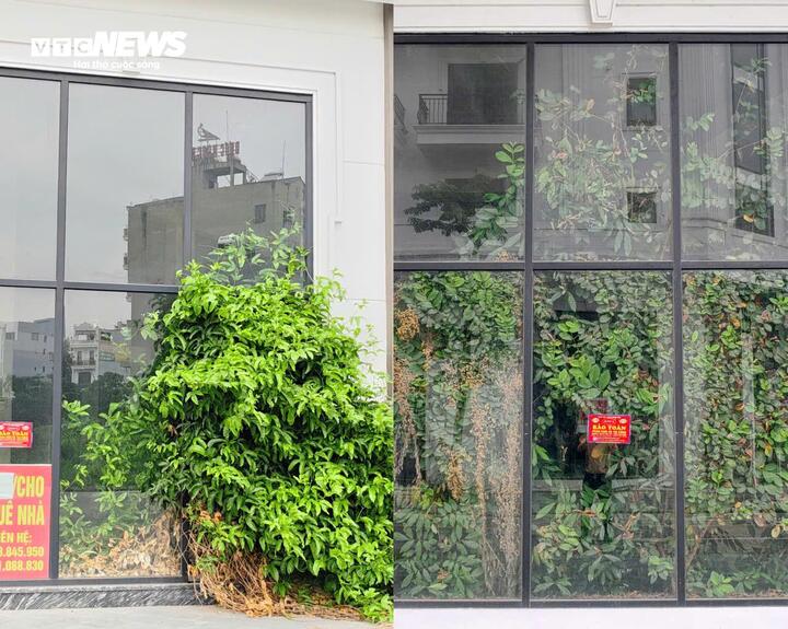 Phố đi bộ nghìn tỷ ở Bắc Ninh đìu hiu, biệt thự bỏ hoang cho cỏ mọc- Ảnh 5.