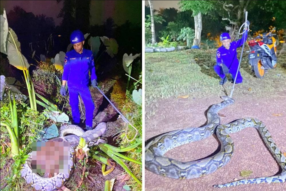 Quái thú nặng 45kg, dài 5,5m xơi tái vật nuôi trong đồn điền, cảnh tượng khiến lão nông rụng rời - Ảnh 1.