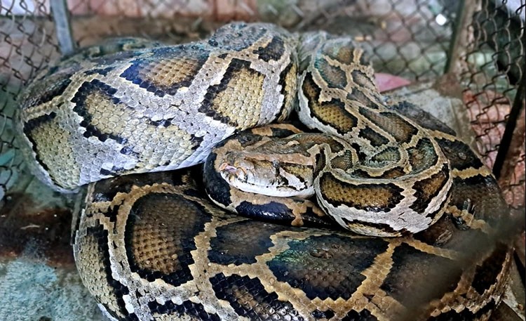 Quái thú nặng 45kg, dài 5,5m xơi tái vật nuôi trong đồn điền, cảnh tượng khiến lão nông rụng rời - Ảnh 2.