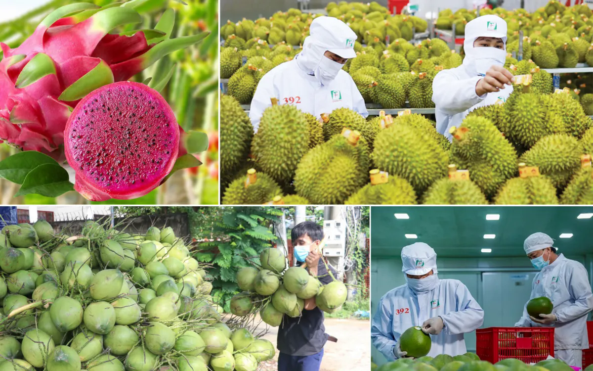 Ngành rau quả tự tin mục tiêu 10 tỷ USD xuất khẩu - Ảnh 1.