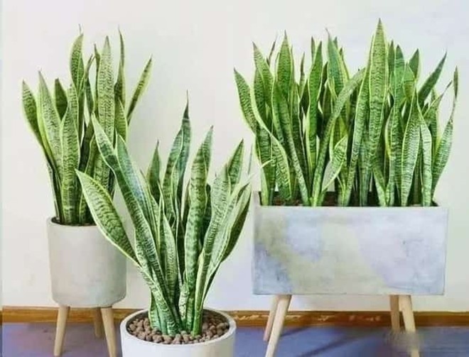 5 sai lầm khi trồng lưỡi hổ khiến cây mãi không “lên”- Ảnh 2.