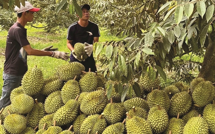 Lý do khiến giá sầu riêng giảm trong năm 2026 và triển vọng tương lai - Ảnh 1.