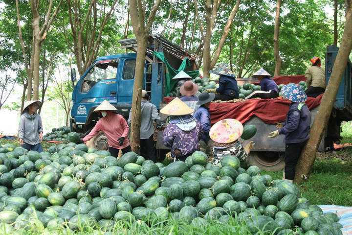 Giá dưới 3.000 đồng/kg, nông dân vựa dưa hấu lớn nhất Quảng Trị lỗ triền miên - Ảnh 2.