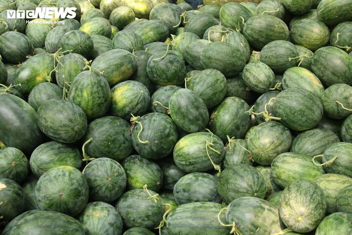 Giá dưới 3.000 đồng/kg, nông dân vựa dưa hấu lớn nhất Quảng Trị lỗ triền miên - Ảnh 4.