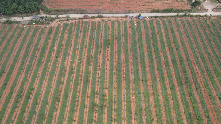 Giá dưới 3.000 đồng/kg, nông dân vựa dưa hấu lớn nhất Quảng Trị lỗ triền miên - Ảnh 1.