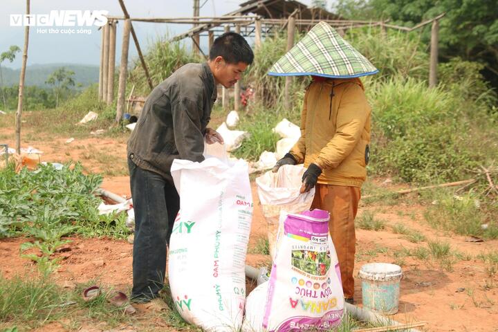 Giá dưới 3.000 đồng/kg, nông dân vựa dưa hấu lớn nhất Quảng Trị lỗ triền miên - Ảnh 3.