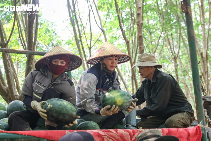 Giá dưới 3.000 đồng/kg, nông dân vựa dưa hấu lớn nhất Quảng Trị lỗ triền miên - Ảnh 5.