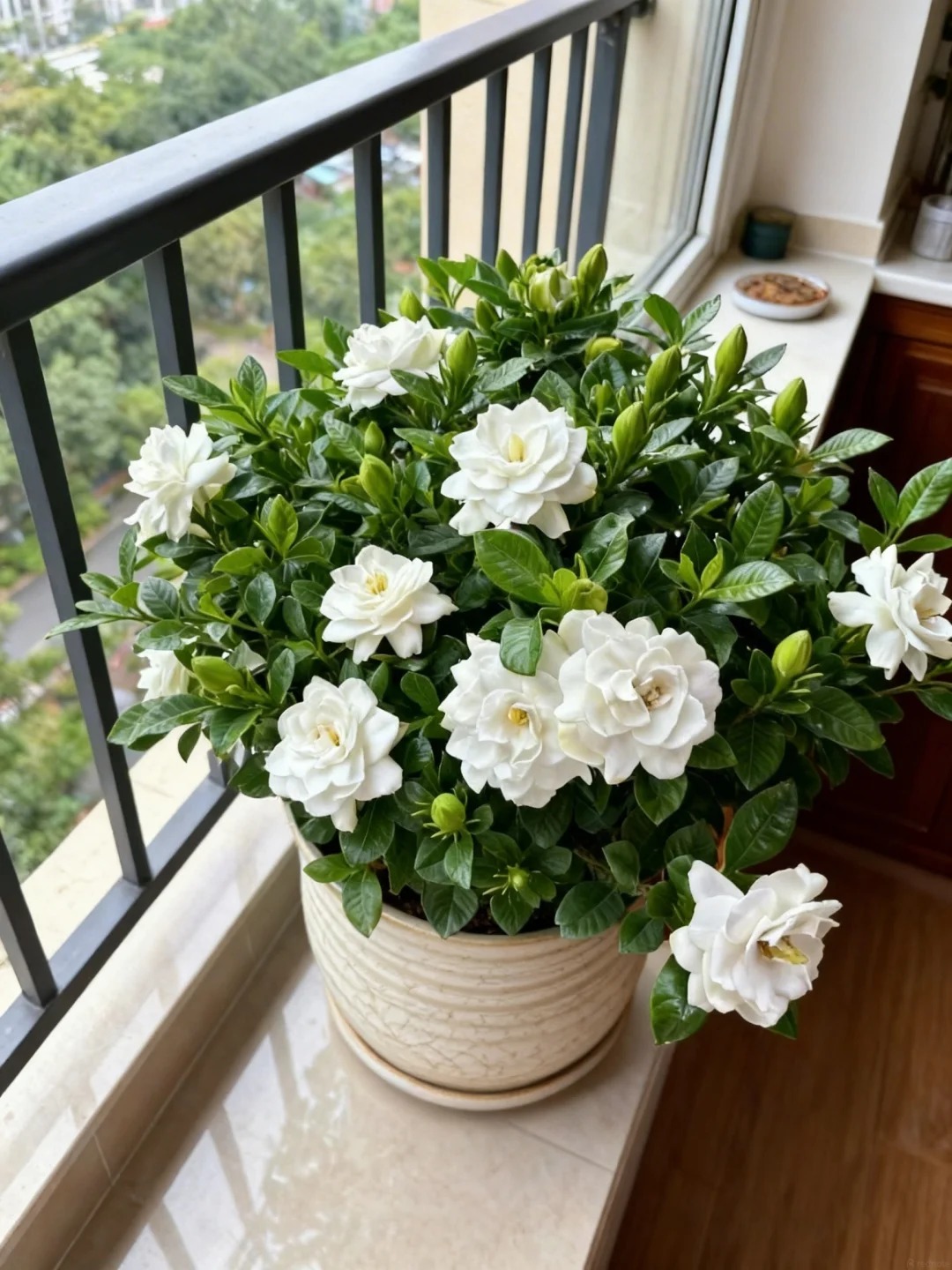 Mua bạch thiên hương về trồng cứ rụng nụ, héo lá: Cẩm nang chăm cây "đỉnh cao" cho người mới, áp dụng là hoa nở thơm ngát cả ban công- Ảnh 3.