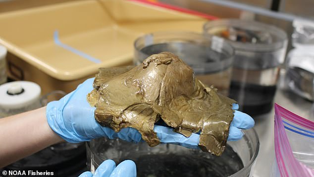 Giải mã "trứng quái vật ngoài hành tinh" xuất hiện ở 3.200m dưới đáy biển khiến cả thế giới đau đầu suốt 3 năm qua- Ảnh 2.