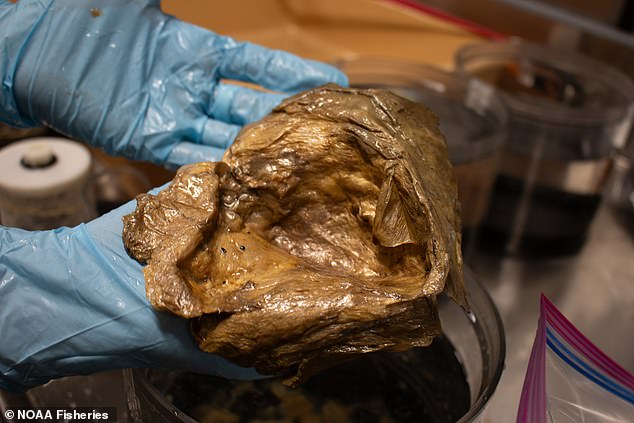 Giải mã "trứng quái vật ngoài hành tinh" xuất hiện ở 3.200m dưới đáy biển khiến cả thế giới đau đầu suốt 3 năm qua- Ảnh 1.