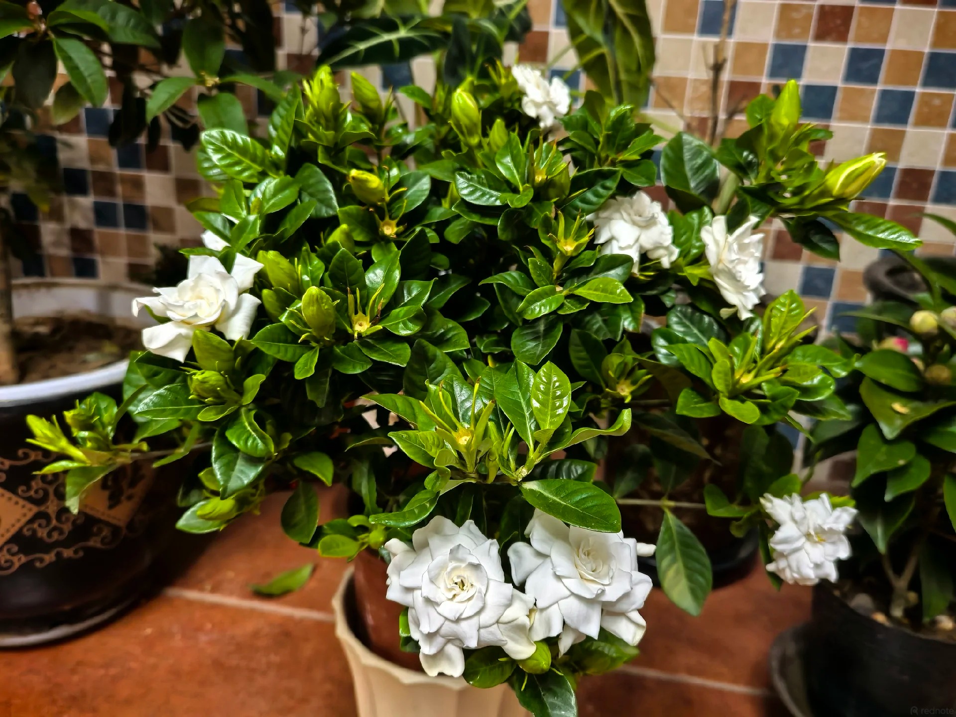 Mua bạch thiên hương về trồng cứ rụng nụ, héo lá: Cẩm nang chăm cây "đỉnh cao" cho người mới, áp dụng là hoa nở thơm ngát cả ban công- Ảnh 1.