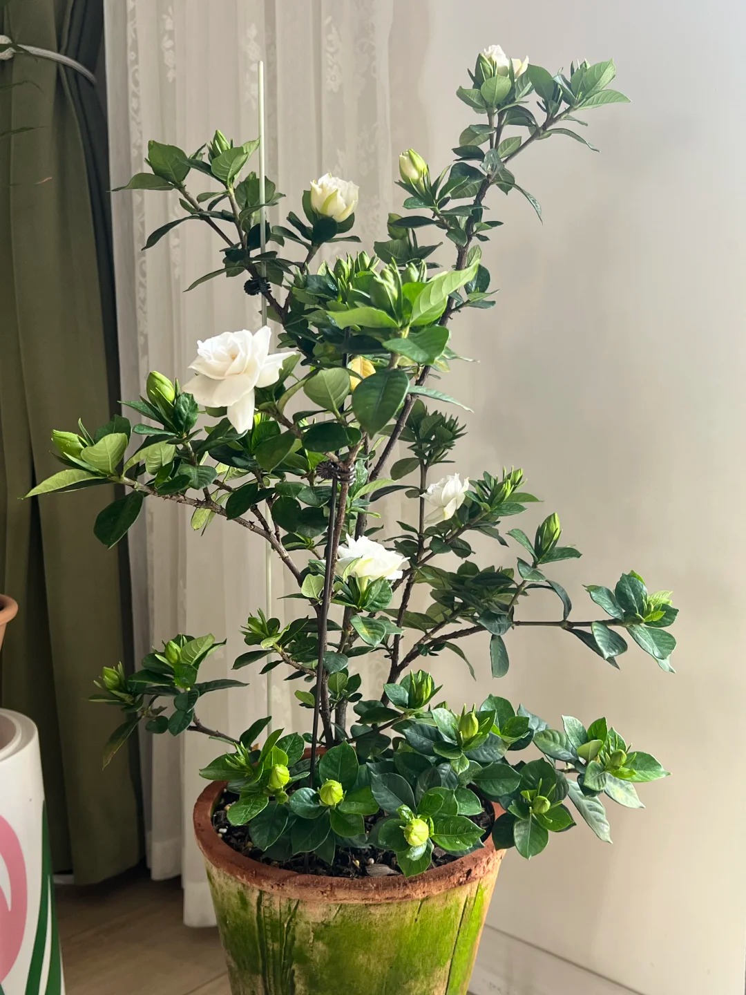 Mua bạch thiên hương về trồng cứ rụng nụ, héo lá: Cẩm nang chăm cây "đỉnh cao" cho người mới, áp dụng là hoa nở thơm ngát cả ban công- Ảnh 2.