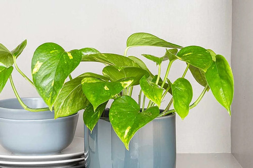 Gia đình trồng trầu bà trong nhà cần lưu ý: Đặt sai vị trí cản tài lộc, hại sức khỏe - Ảnh 1.