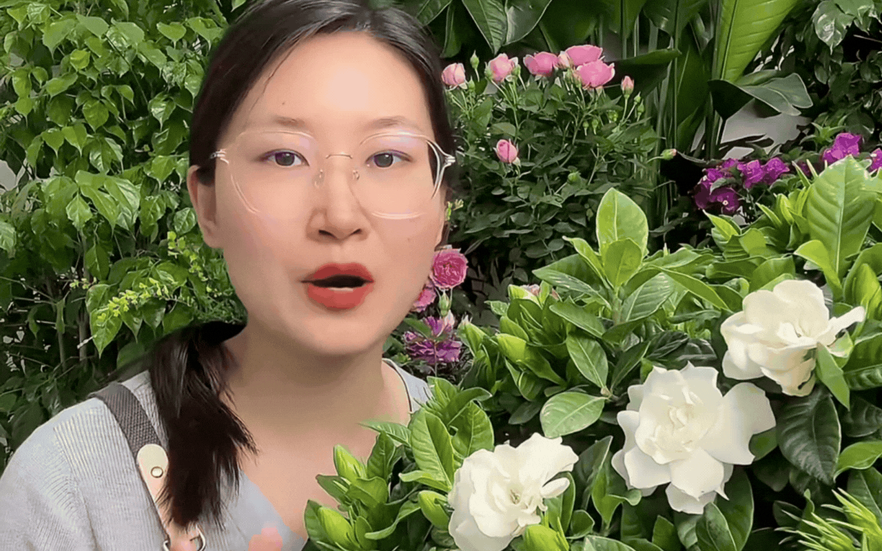 Mua bạch thiên hương về trồng cứ rụng nụ, héo lá: Cẩm nang chăm cây "đỉnh cao" cho người mới, áp dụng là hoa nở thơm ngát cả ban công- Ảnh 4.