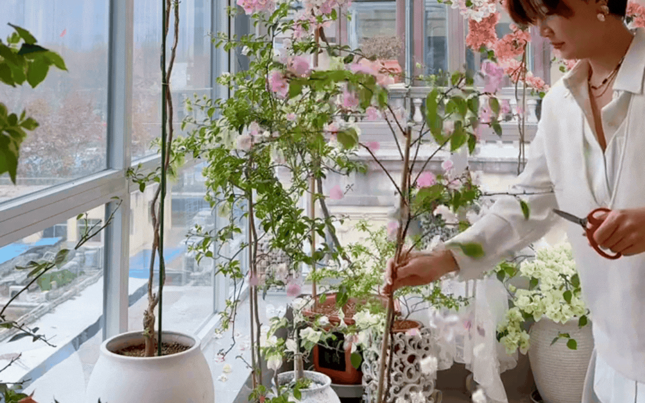 Cắt tỉa càng "bạo tay", hoa nở càng rực rỡ: Bí quyết hô biến ban công thành vườn hoa giấy đẹp như mộng từ chuyên gia- Ảnh 7.