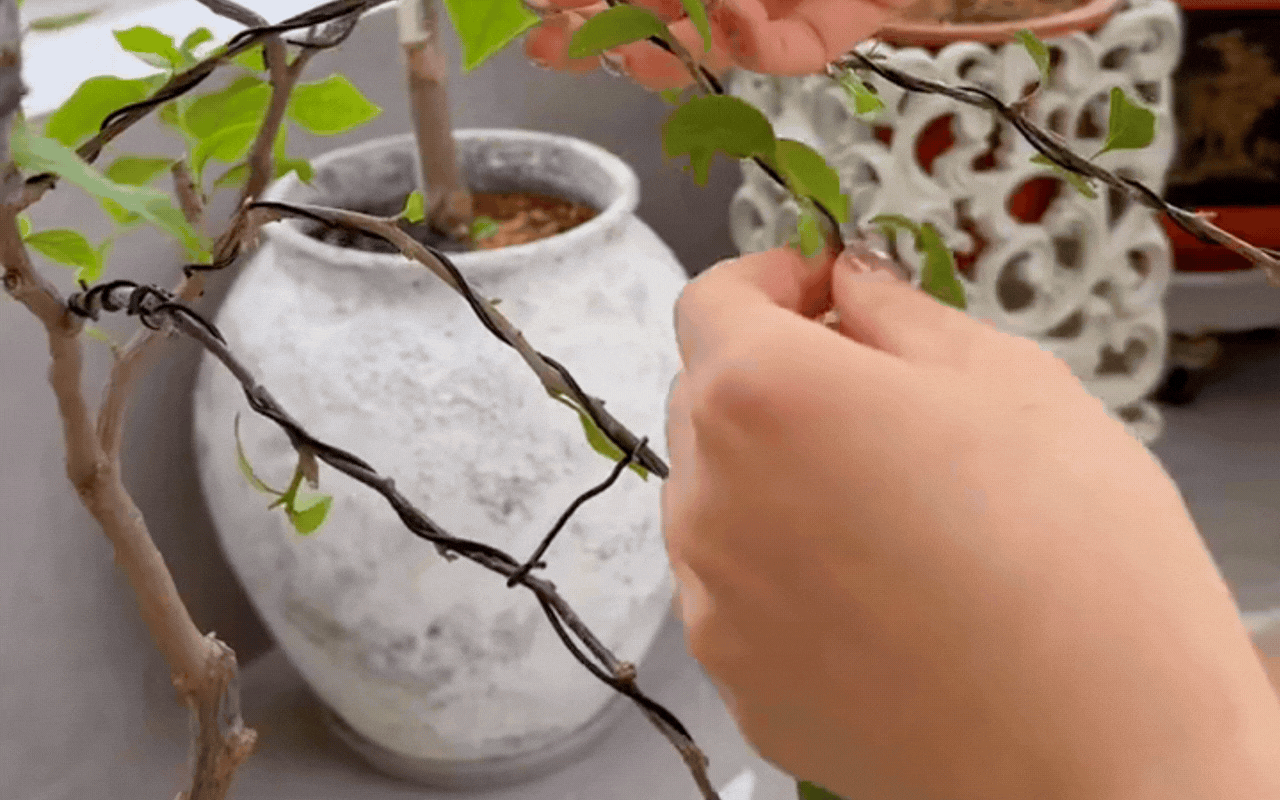 Cắt tỉa càng "bạo tay", hoa nở càng rực rỡ: Bí quyết hô biến ban công thành vườn hoa giấy đẹp như mộng từ chuyên gia- Ảnh 6.