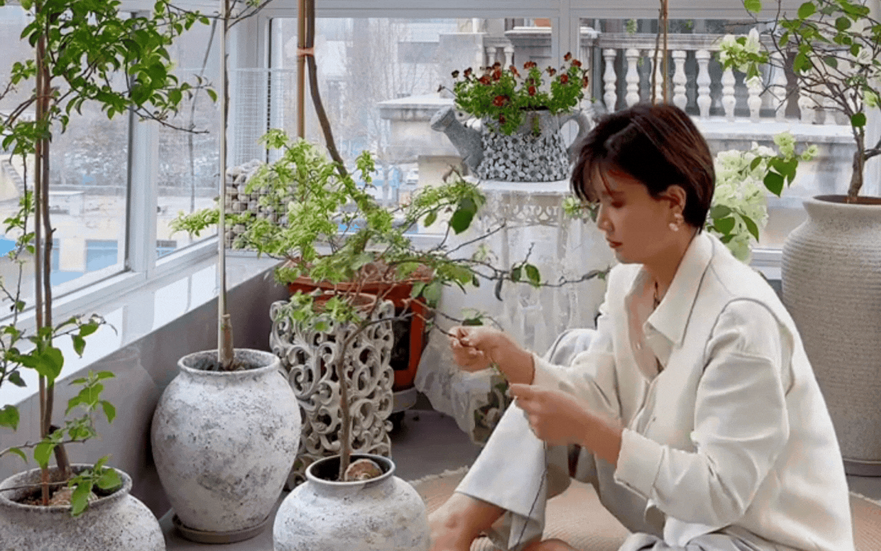 Cắt tỉa càng "bạo tay", hoa nở càng rực rỡ: Bí quyết hô biến ban công thành vườn hoa giấy đẹp như mộng từ chuyên gia- Ảnh 4.