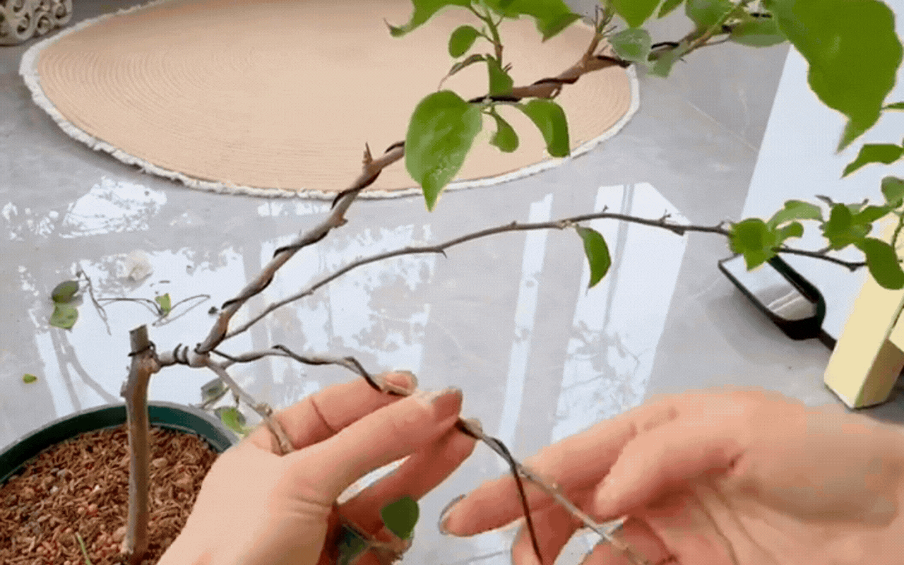 Cắt tỉa càng "bạo tay", hoa nở càng rực rỡ: Bí quyết hô biến ban công thành vườn hoa giấy đẹp như mộng từ chuyên gia- Ảnh 5.