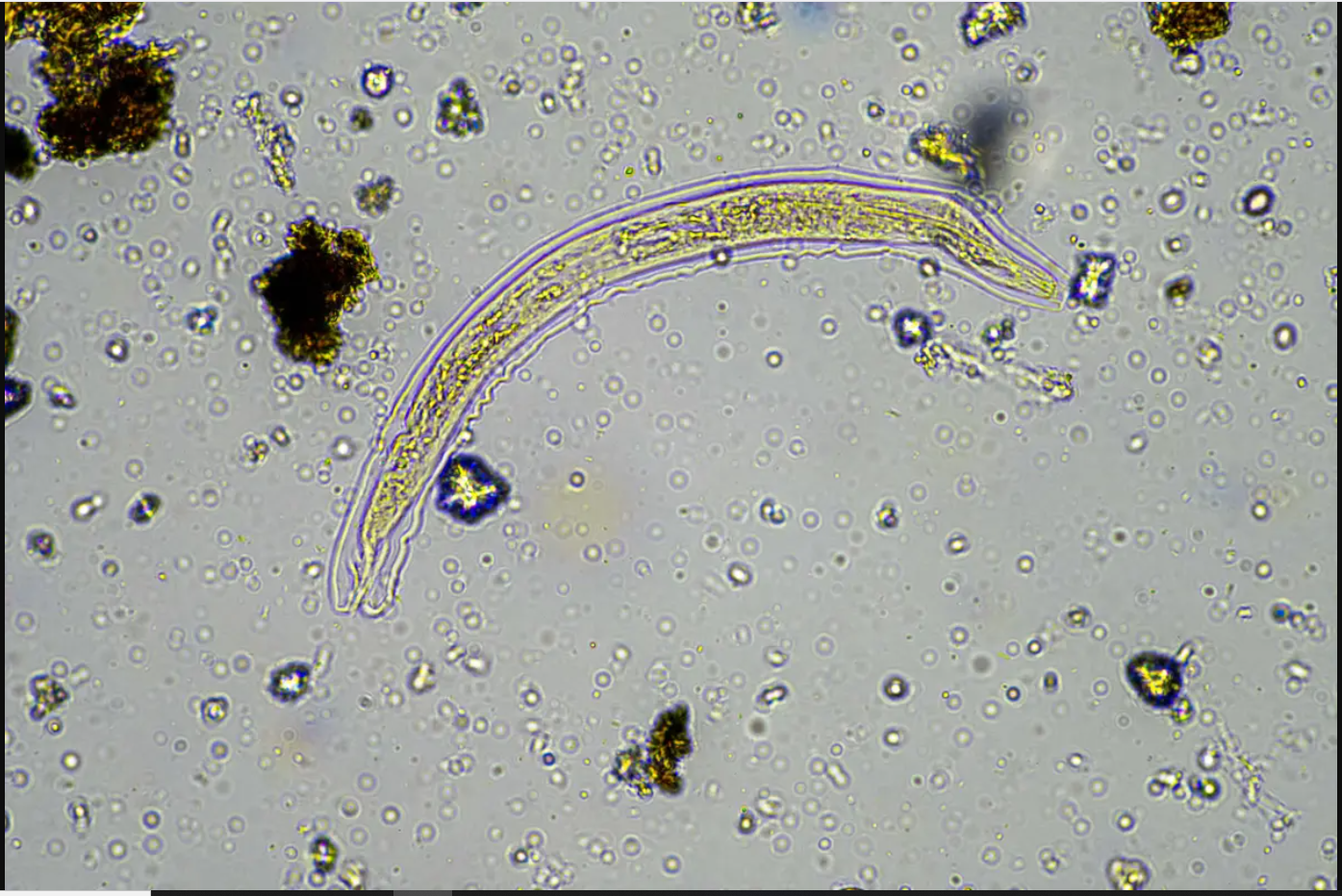 Tin vui bất ngờ: Các nhà khoa học hồi sinh thành công sinh vật 24.000 năm tuổi từ băng vĩnh cửu - Ảnh 1.